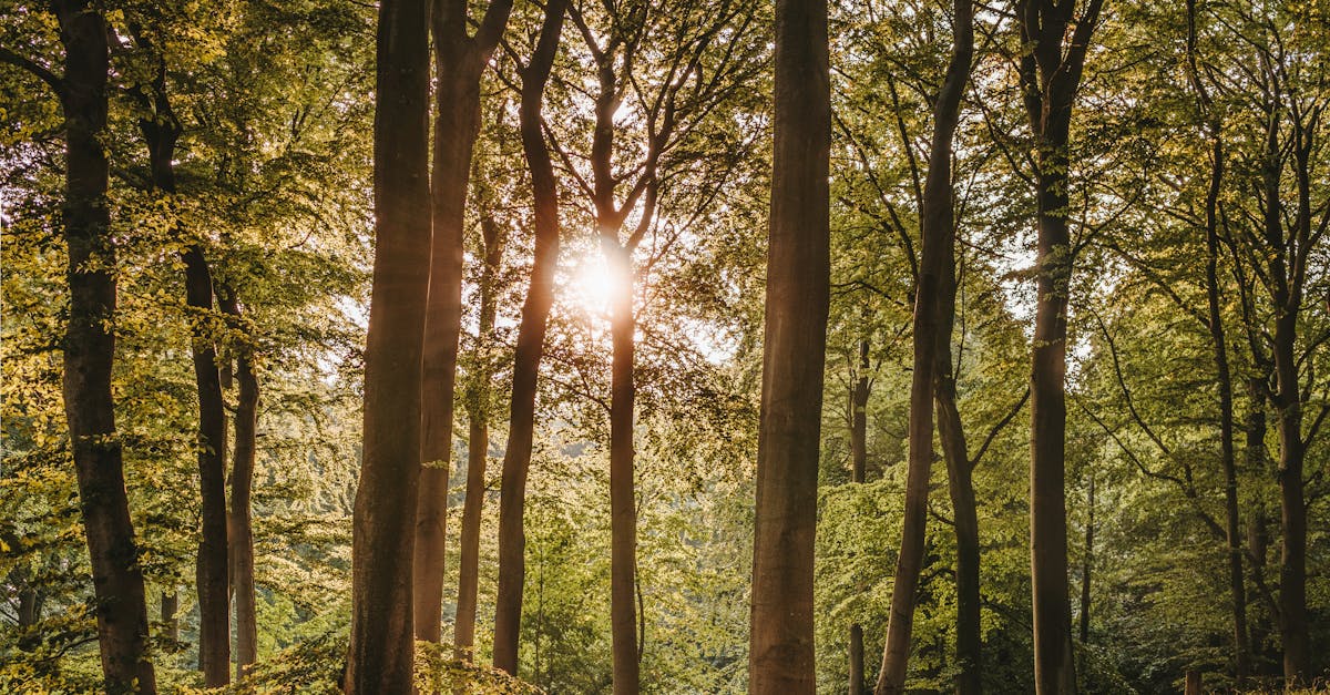 Does less screen time improve ADHD?