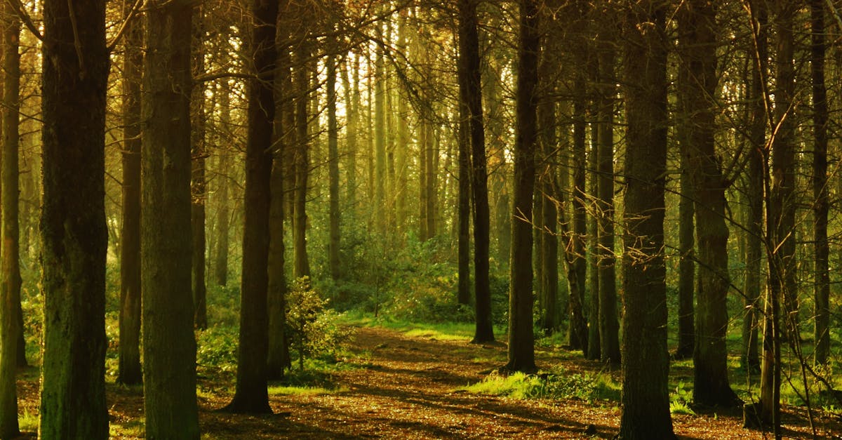 How does outdoor recreation improve mental health?