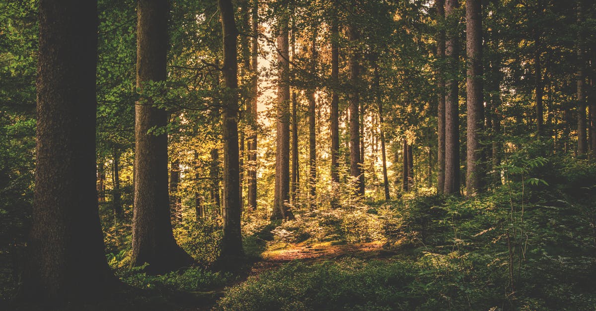 What are the 5 golden rules of mental health?