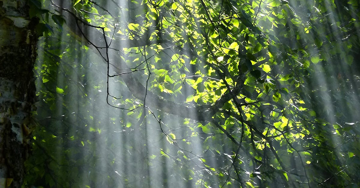 Why does being outdoors improve mental health?